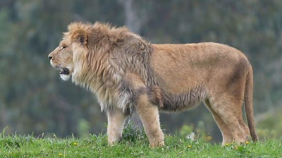 Сімʼю левів, врятовану з Донеччини, прихистили в Британії. Перші кадри